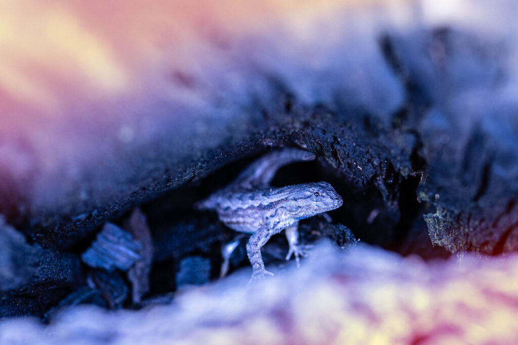 Jt Elderoot Photography - Abstract Nature